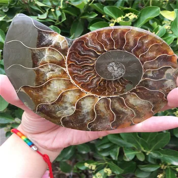 157g madagaskar skamenelín dúhové ammonite prírodných kameňov a nerastov, vzorky