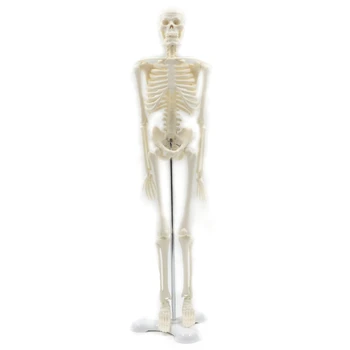 45 CM Človeka Anatomické Anatómie Kostra, Model, Plagát, Učiť Pomoc Anatómia Ľudskej Kostry Modelu