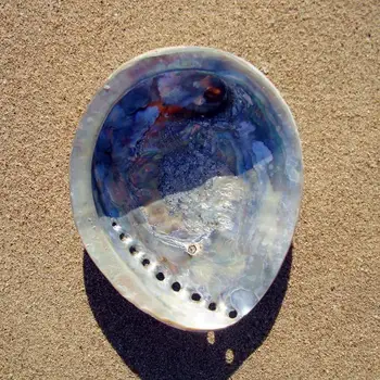 Abalone shell conch zriedkavé art deco ozdoby osobné ozdoby