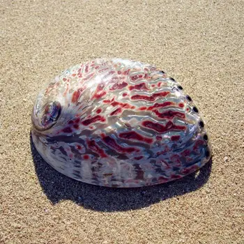 Abalone shell conch zriedkavé art deco ozdoby osobné ozdoby