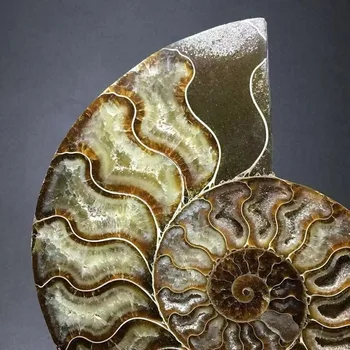 Pár Prírodné Ammonite Fosílnych Conch kremeň Vzor Reiki Liečenie