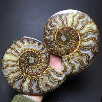 Pár Prírodné Ammonite Fosílnych Conch kremeň Vzor Reiki Liečenie